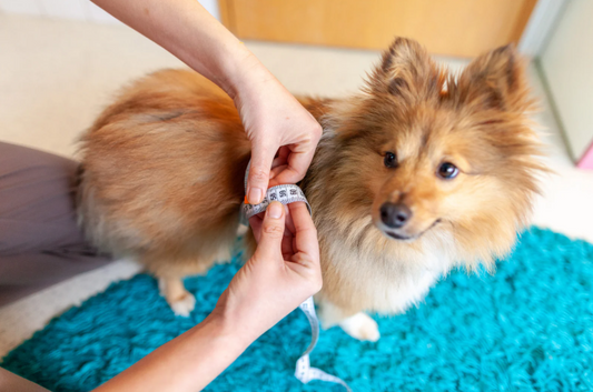How to Measure Your Dog for Coats, Harnesses, and Collars: The Ultimate Sizing Guide