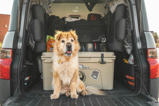 Essential Dog Travel Gear: What to Pack for Safe and Smooth Adventures