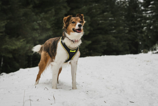 Best Dog Harnesses for Hiking and Outdoor Adventures