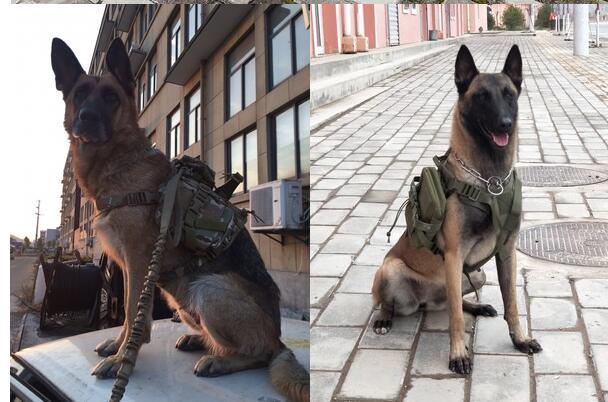 Tactical Dog Harness And Vest | Outdoor Dog Training Gear with Reflective Nylon harness
