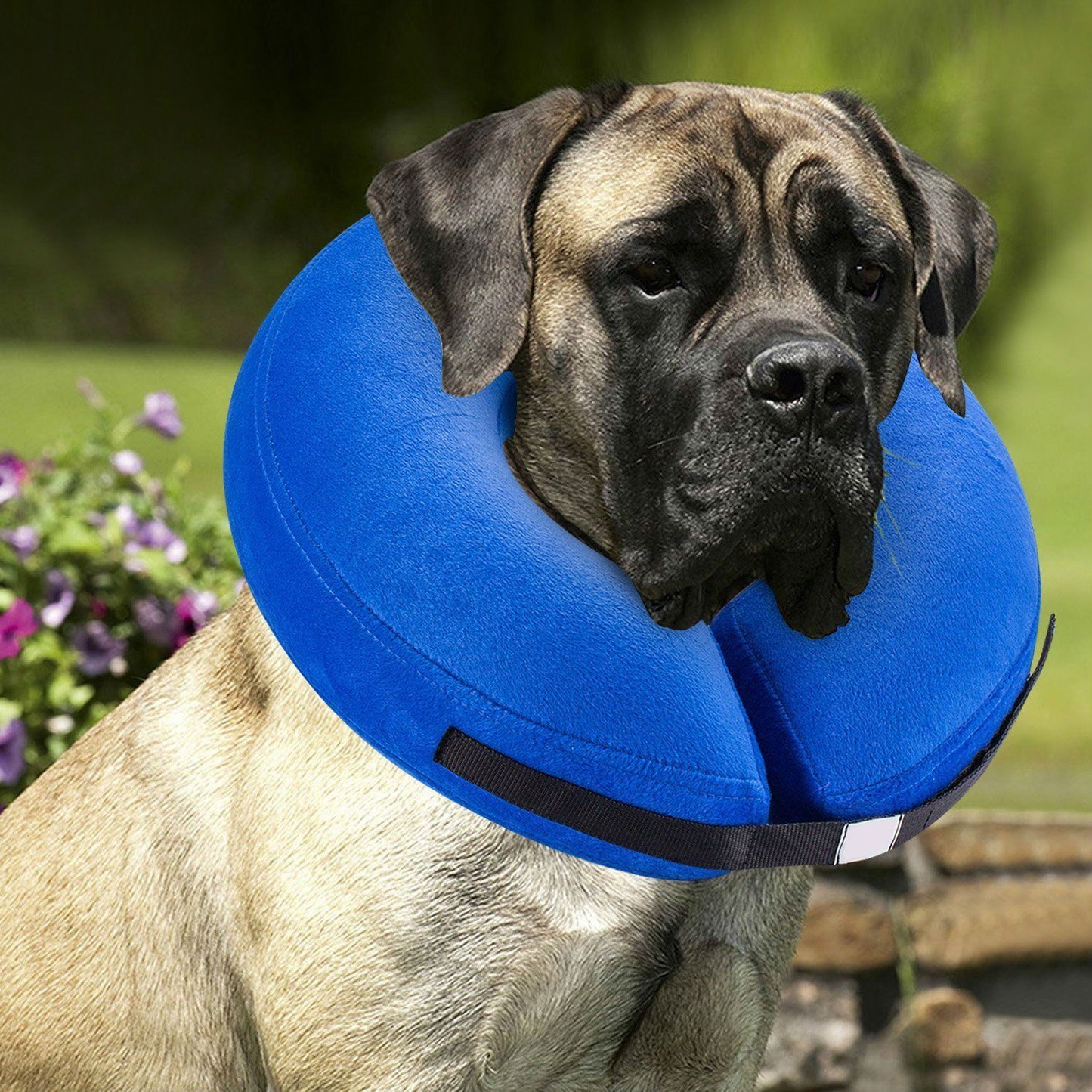 Soft Inflatable Dog Collar | Protective E Collar Recovery For Dogs Dog Collars & Leashes
