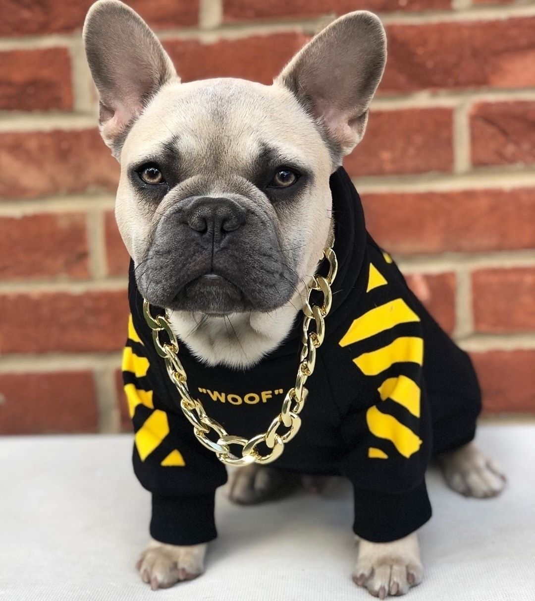 Sports Style Three Stripe Dog Sweater | Warm Fashionable Winter Dog Coat Yellow / L beds