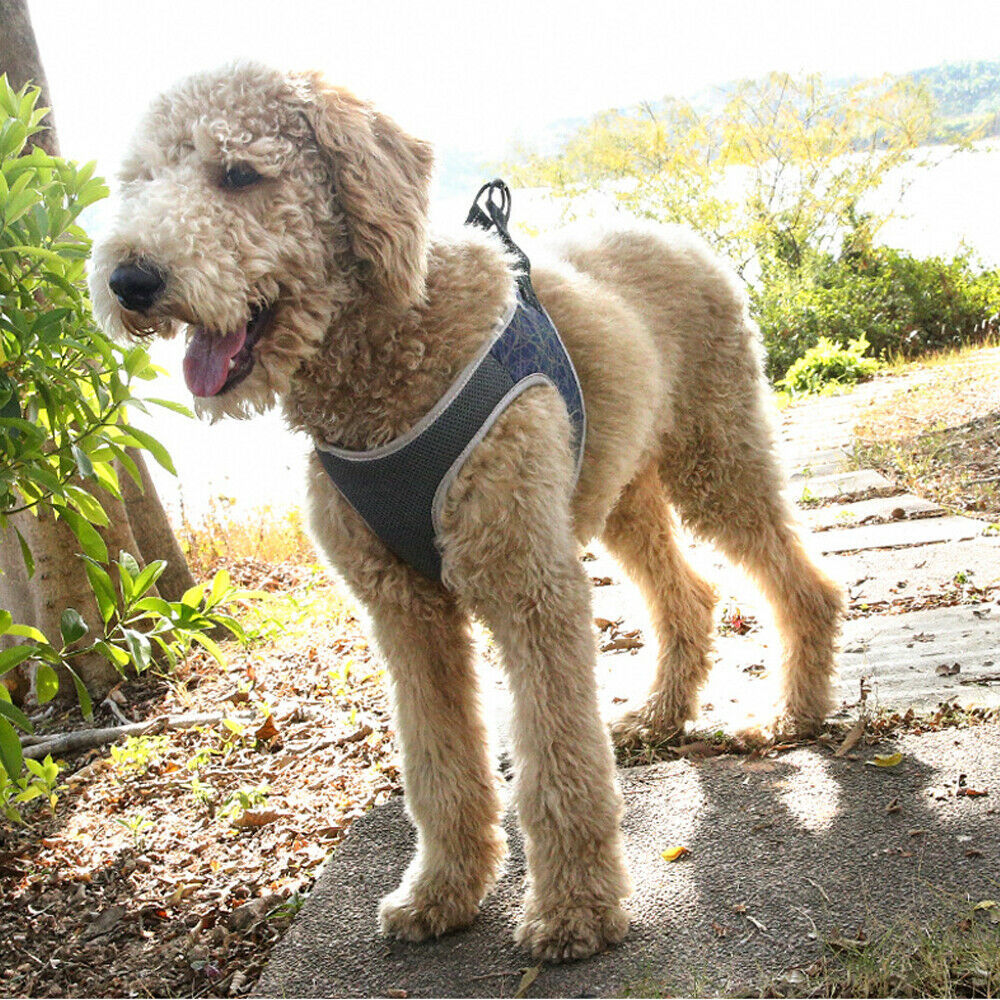 Adjustable Dog Harness And Leash Set | Breathable Dog Vest - harness