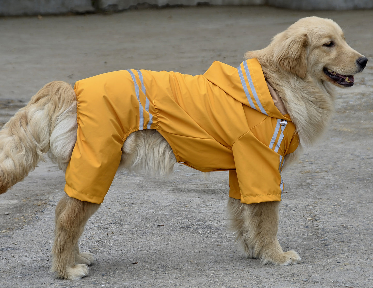Large and Medium Dog Raincoat: Full-Coverage Waterproof Dog Jacket with Hood - Yellow / 3XL - Accessories