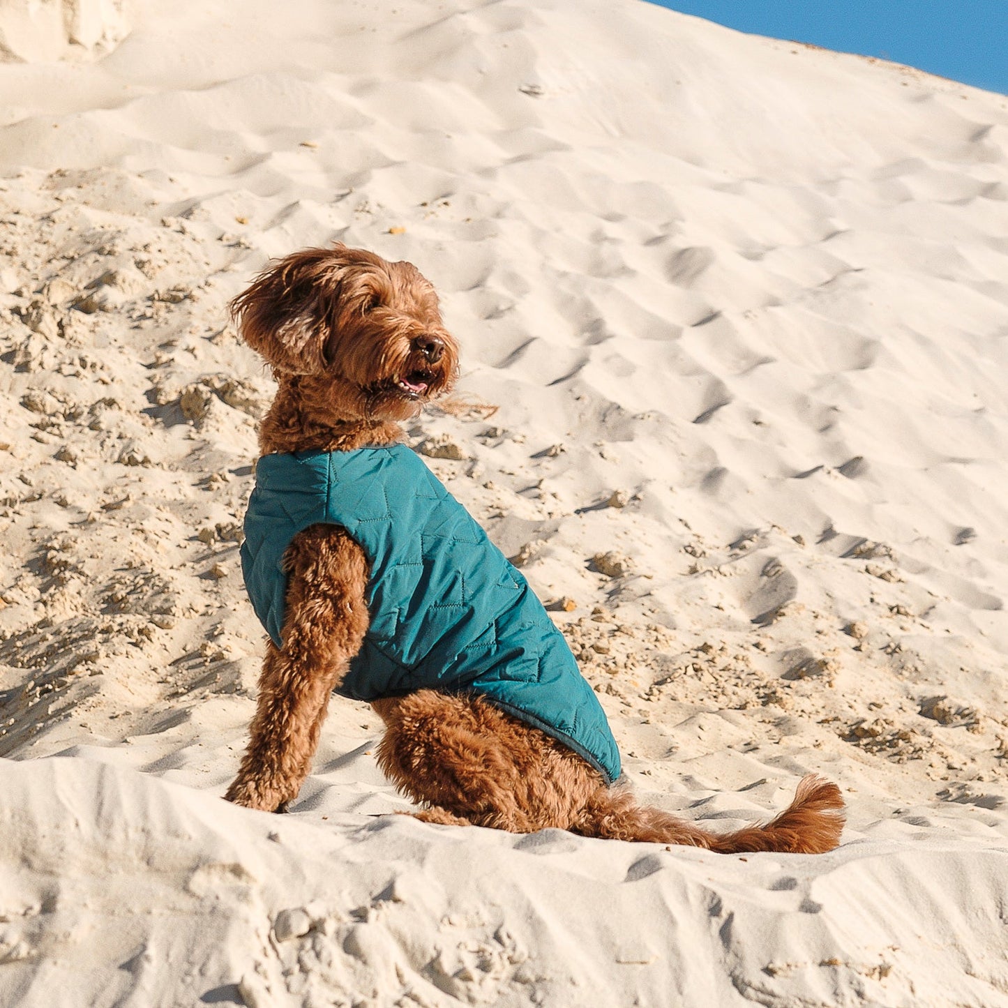 Eco-Friendly Waterproof Dog Rain Jacket with Reflective Zipper - Pets