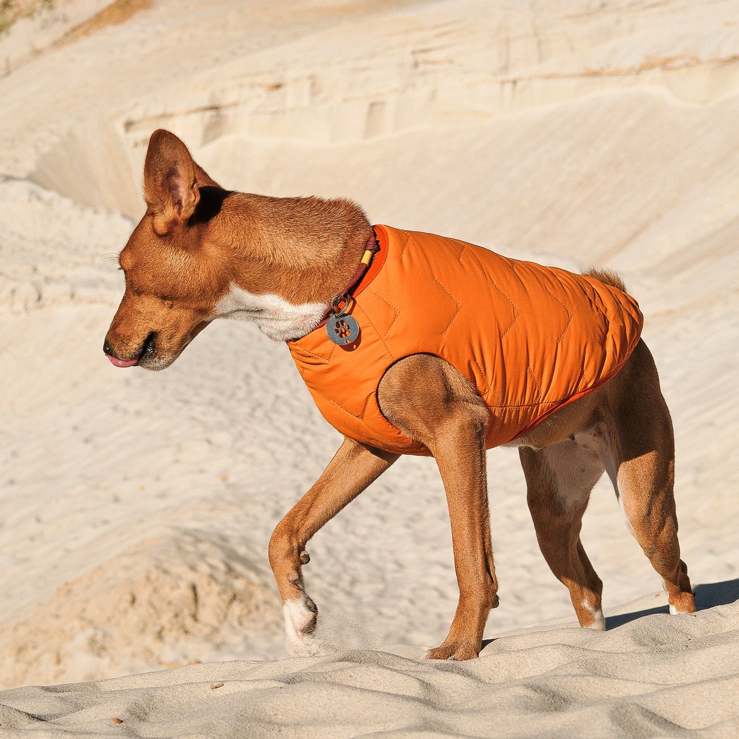 Eco-Friendly Waterproof Dog Rain Jacket with Reflective Zipper - Pets