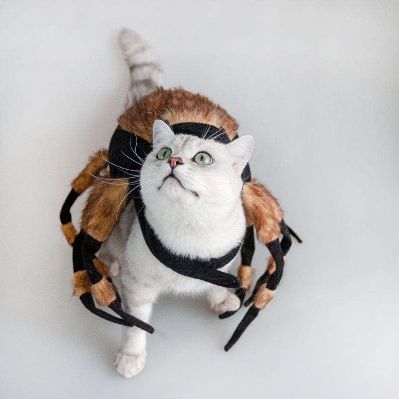 Halloween Dog Spider Costume for Small Dogs | Adjustable 8 Legged Dog Outfit for Parties Pet clothes / S costumes