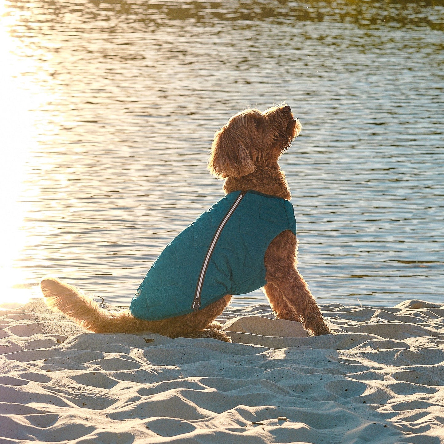 Eco-Friendly Waterproof Dog Rain Jacket with Reflective Zipper - Pets