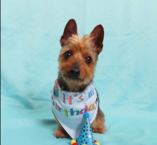 Dog birthday hat pet hat Dog Birthday Accessories birthday