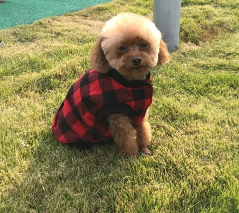 Hooded Dog Vest | Lightweight Dog Coat for Dogs - coats