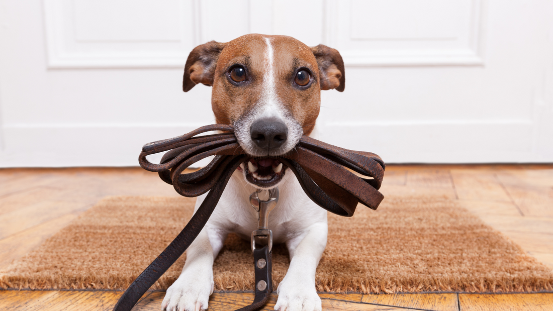Best Dog Leashes for Hiking, Training, and Everyday Walks