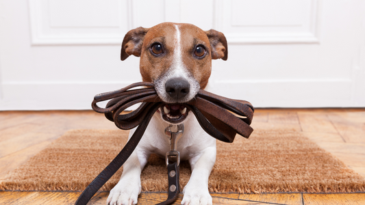 Best Dog Leashes for Hiking, Training, and Everyday Walks