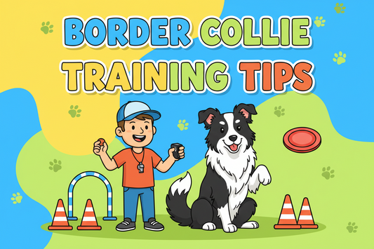 Border Collie Training Tips: How to Channel the World's Smartest Dog in 2026