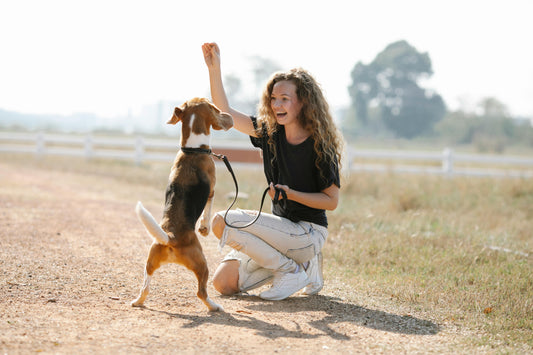 Top 5 Dog Training Gear Must-Haves (Backed by Science)