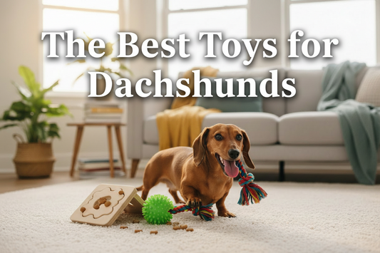 The Best Toys and Enrichment Activities for Dachshunds in 2026