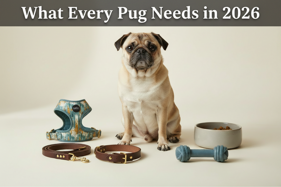 Essential Accessories for Pug Owners: What Every Pug Needs in 2026