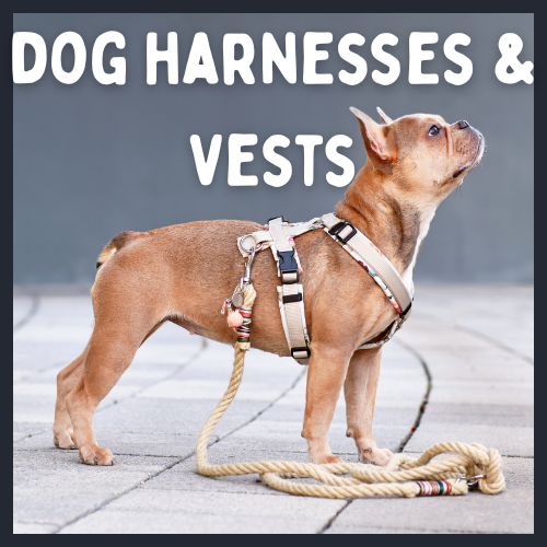 dog wearing a harness