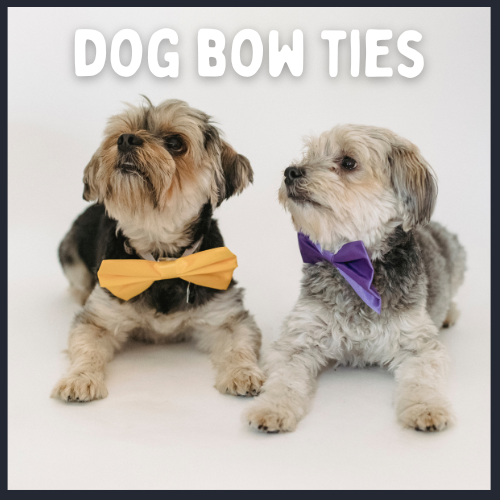 2 dogs wearing bow ties