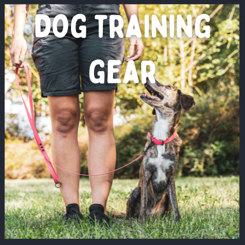 dog training with owner