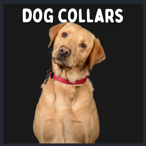 Dog Collars