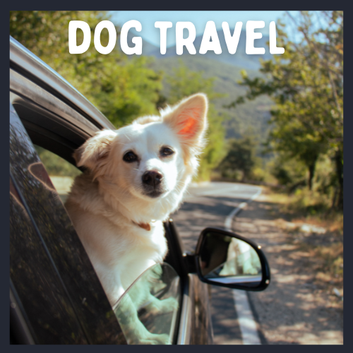 Dog Travelling in a car