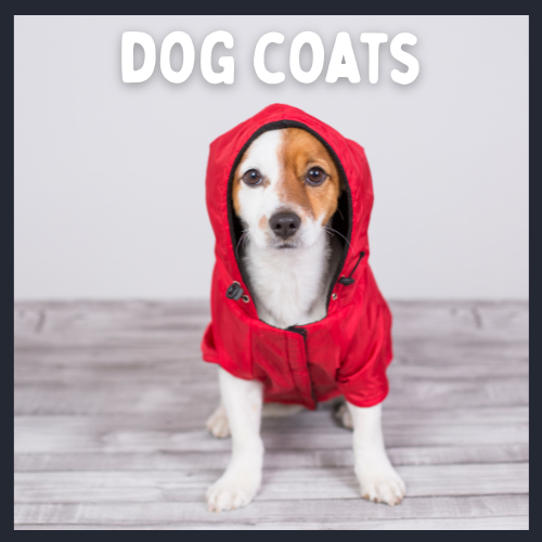 Dog wearing a red coat