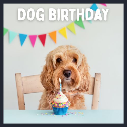 Dog Birthday Accessories