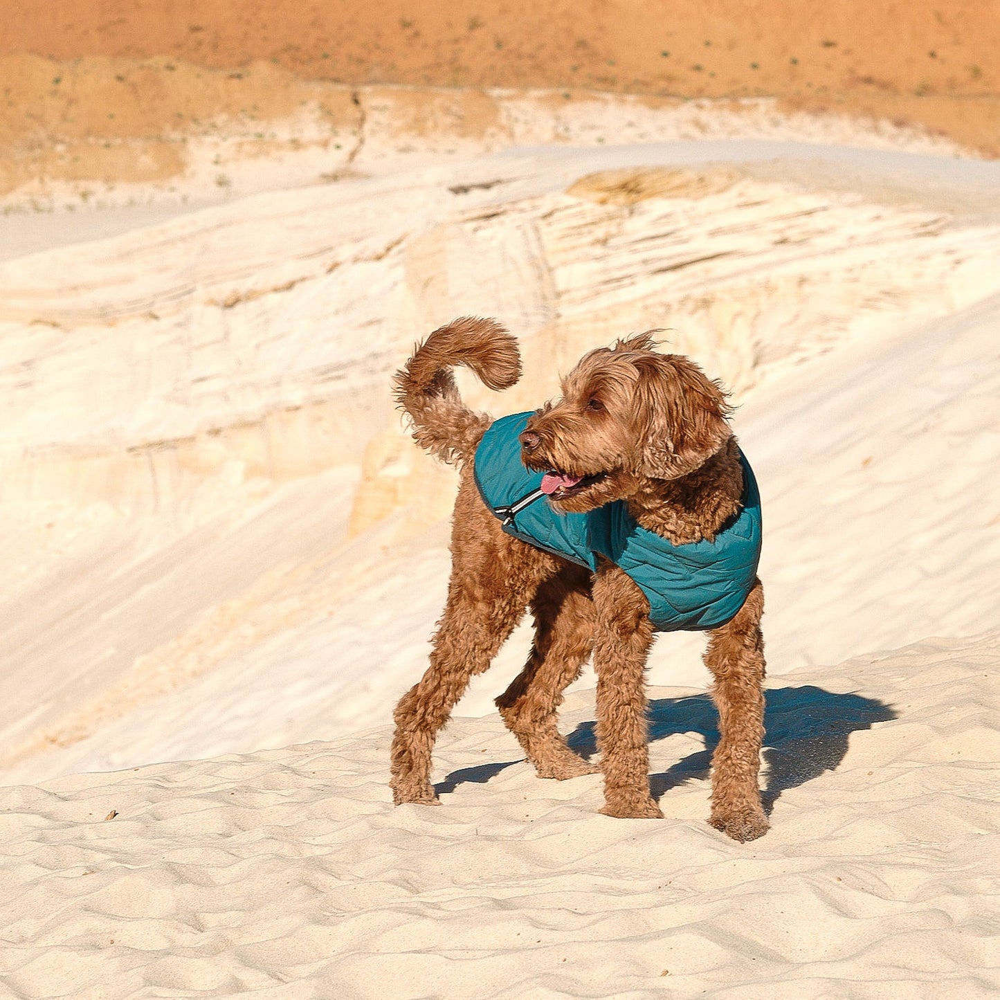 Eco-Friendly Waterproof Dog Rain Jacket with Reflective Zipper - Pets