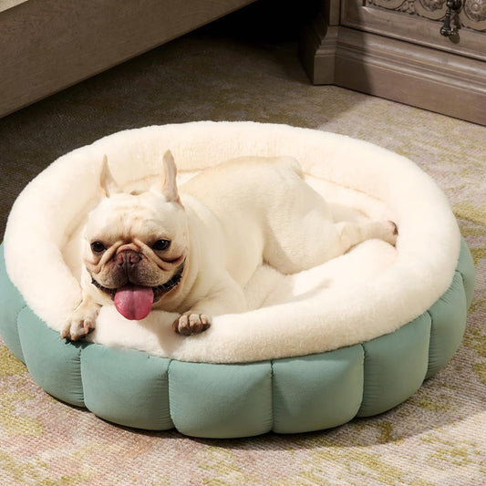 Dog lying on a cozy pet bed with text 'Create a Cozy Retreat for Your Feline Friend'.